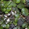 Toninia sedifolia